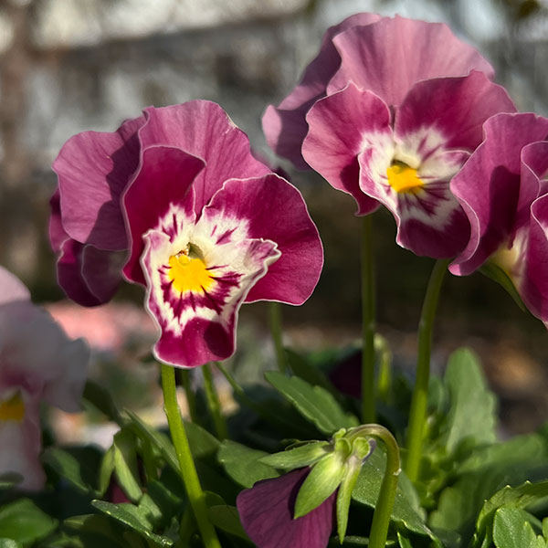 見元園芸さんのパンジー：夢おとめ3-3.5号ポット