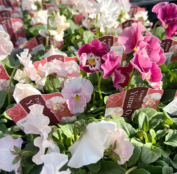 見元園芸さんのパンジー：夢おとめ3-3.5号ポット