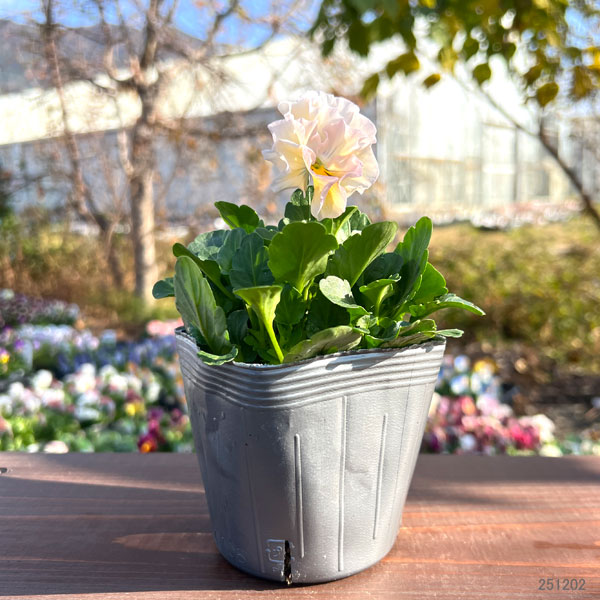 見元園芸さんのパンジー：シャイリーン3-3.5号ポット