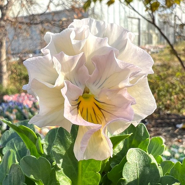 見元園芸さんのパンジー：シャイリーン3-3.5号ポット