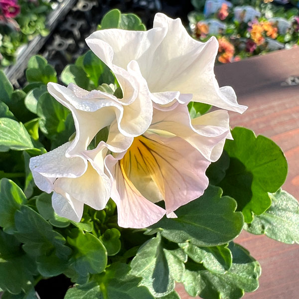 見元園芸さんのパンジー：シャイリーン3-3.5号ポット