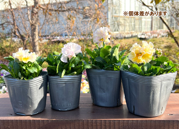 見元園芸さんのパンジー：シャイリーン3-3.5号ポット