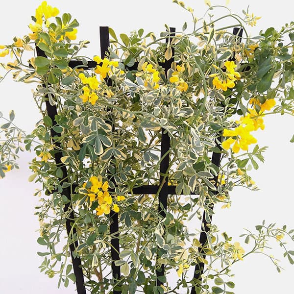 コロニラ：ヒョウさんの和太鼓（バレンティナバリエガータ）2.5号ロングポット