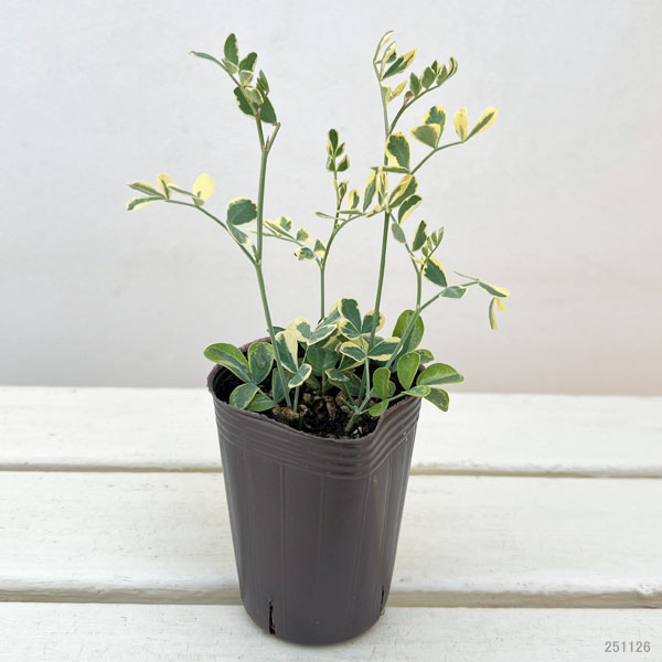 コロニラ：ヒョウさんの和太鼓（バレンティナバリエガータ）2.5号ロングポット