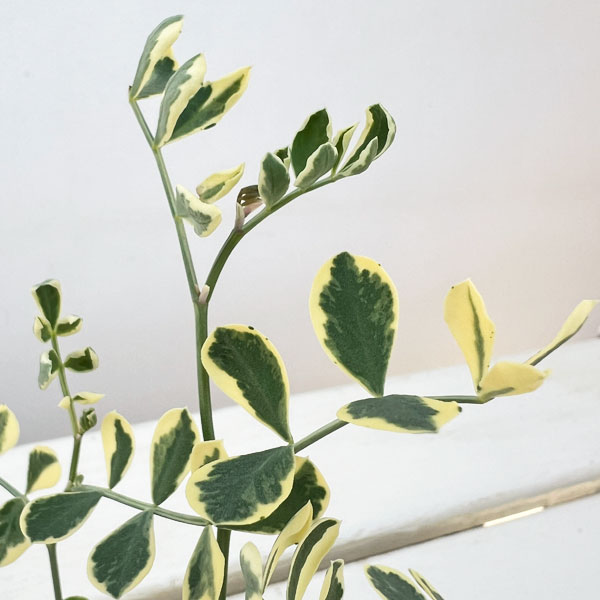 コロニラ：ヒョウさんの和太鼓（バレンティナバリエガータ）2.5号ロングポット