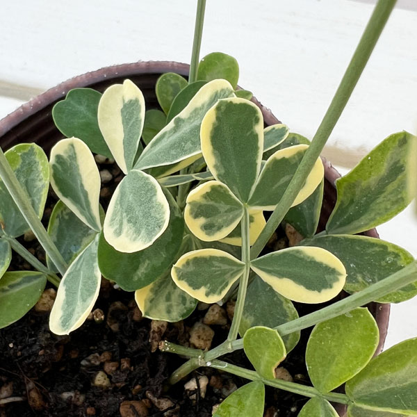 コロニラ：ヒョウさんの和太鼓（バレンティナバリエガータ）2.5号ロングポット