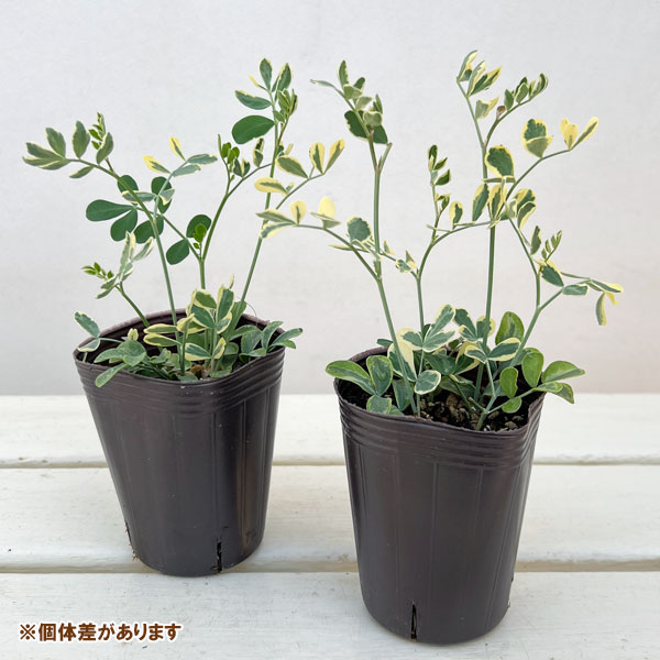 コロニラ：ヒョウさんの和太鼓（バレンティナバリエガータ）2.5号ロングポット