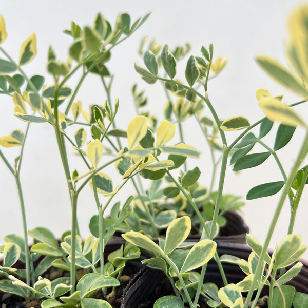 コロニラ：ヒョウさんの和太鼓（バレンティナバリエガータ）2.5号ロングポット