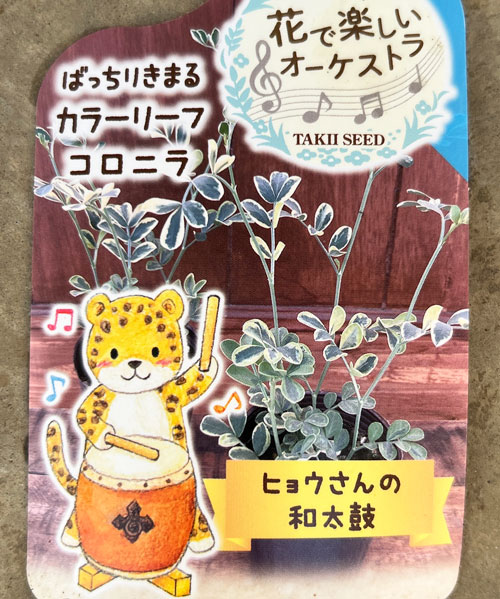 コロニラ：ヒョウさんの和太鼓（バレンティナバリエガータ）2.5号ロングポット