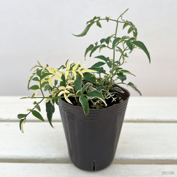 ハゴロモジャスミン：カンガルーさんのドラ（ミルキーウェイ）2.5号ロングポット