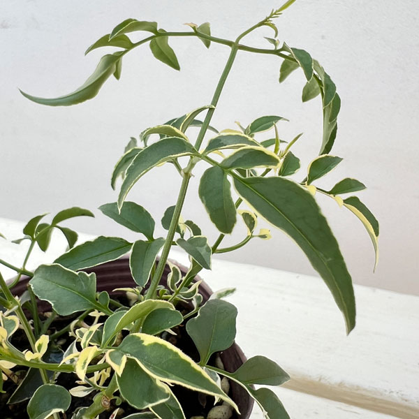 ハゴロモジャスミン：カンガルーさんのドラ（ミルキーウェイ）2.5号ロングポット