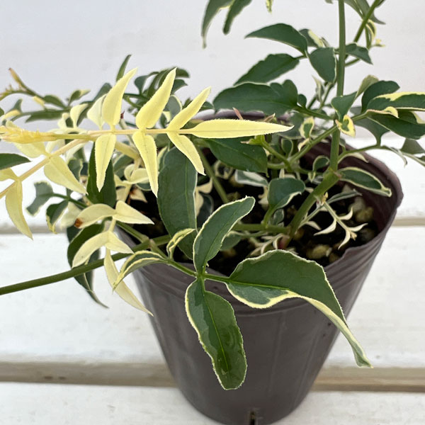 ハゴロモジャスミン：カンガルーさんのドラ（ミルキーウェイ）2.5号ロングポット