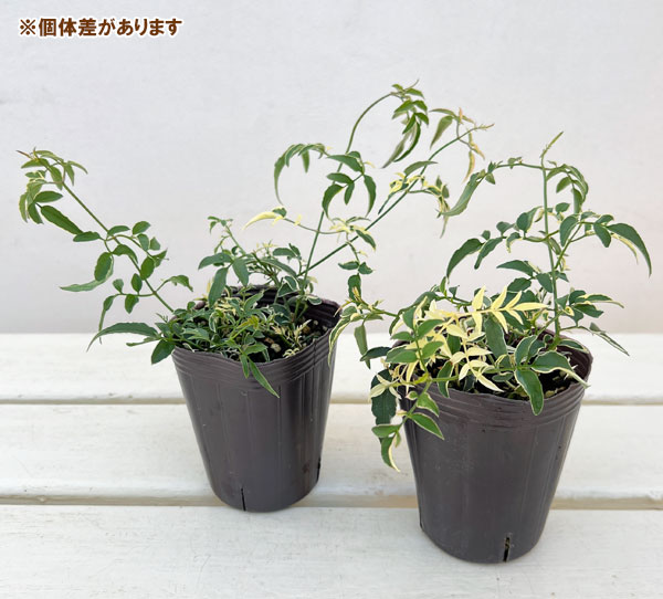 ハゴロモジャスミン：カンガルーさんのドラ（ミルキーウェイ）2.5号ロングポット