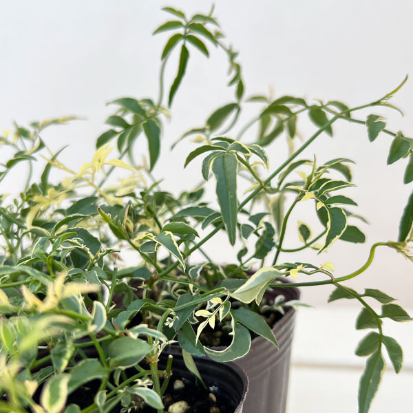 ハゴロモジャスミン：カンガルーさんのドラ（ミルキーウェイ）2.5号ロングポット