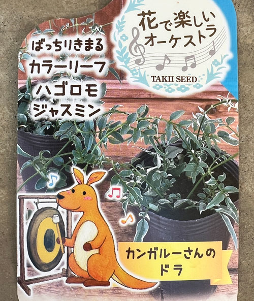 ハゴロモジャスミン：カンガルーさんのドラ（ミルキーウェイ）2.5号ロングポット