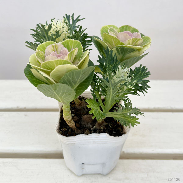 ハボタン：冬うらら＆フェザーピュアホワイト4本仕立て3号ポット