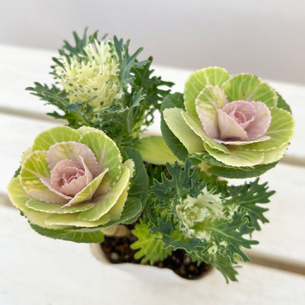 ハボタン：冬うらら＆フェザーピュアホワイト4本仕立て3号ポット