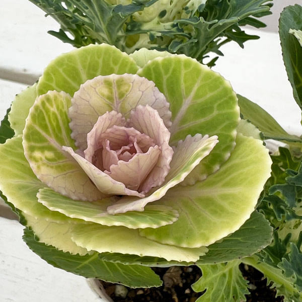 ハボタン：冬うらら＆フェザーピュアホワイト4本仕立て3号ポット