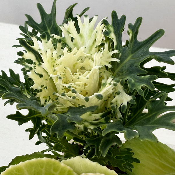 ハボタン：冬うらら＆フェザーピュアホワイト4本仕立て3号ポット