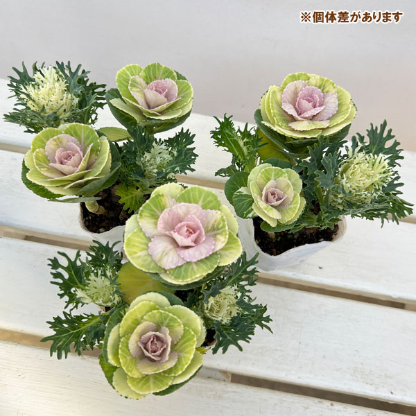 ハボタン：冬うらら＆フェザーピュアホワイト4本仕立て3号ポット