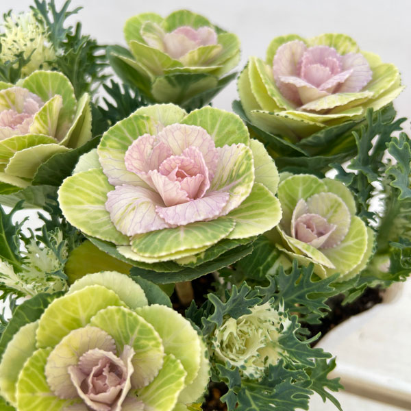 ハボタン：冬うらら＆フェザーピュアホワイト4本仕立て3号ポット