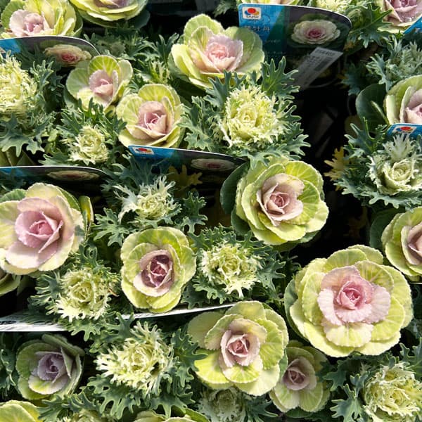 ハボタン：冬うらら＆フェザーピュアホワイト4本仕立て3号ポット