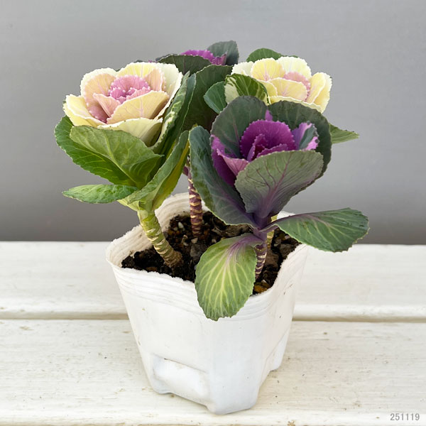 ハボタン：冬うらら＆ウィンターチェリー4本仕立て3号ポット