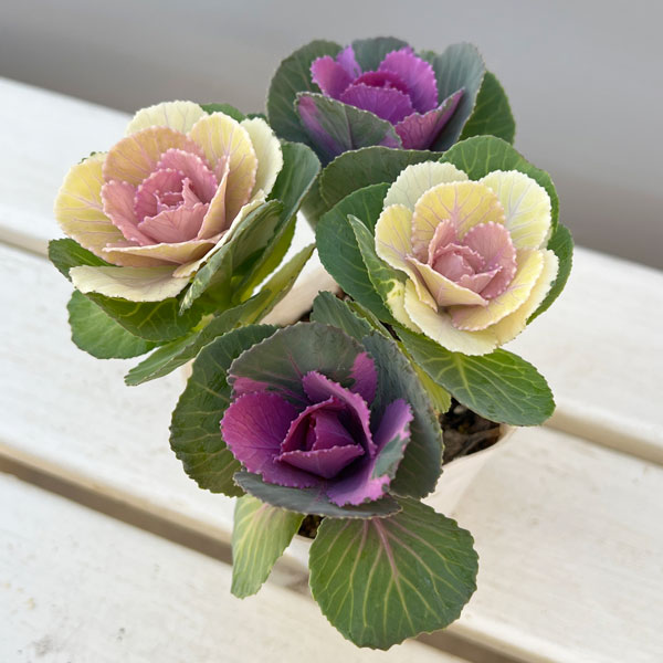 ハボタン：冬うらら＆ウィンターチェリー4本仕立て3号ポット