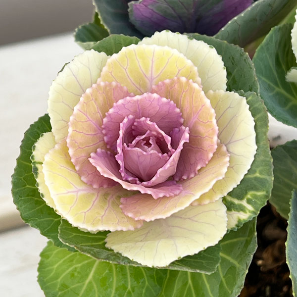 ハボタン：冬うらら＆ウィンターチェリー4本仕立て3号ポット