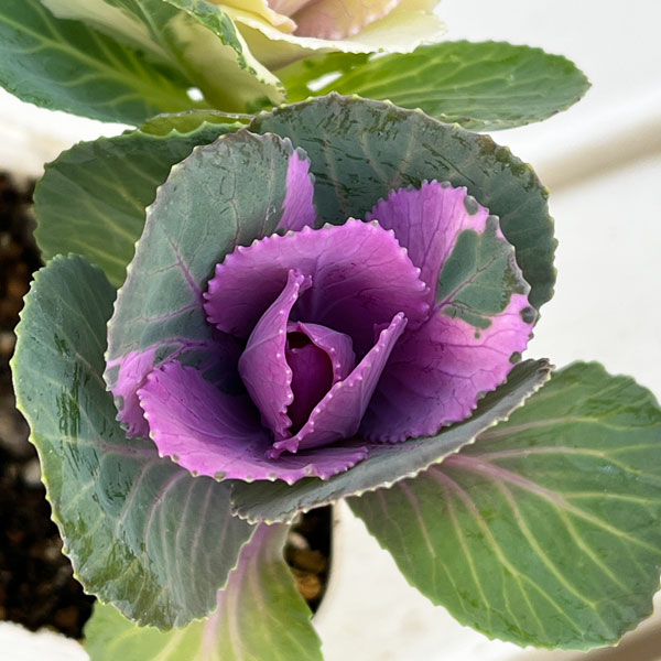 ハボタン：冬うらら＆ウィンターチェリー4本仕立て3号ポット