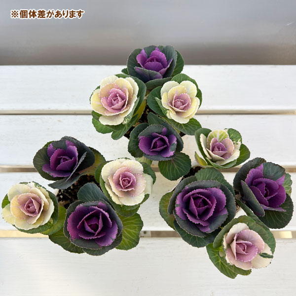 ハボタン：冬うらら＆ウィンターチェリー4本仕立て3号ポット