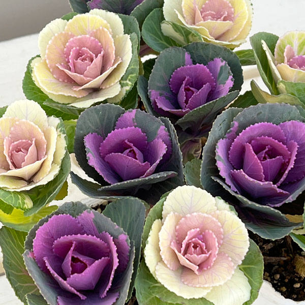 ハボタン：冬うらら＆ウィンターチェリー4本仕立て3号ポット