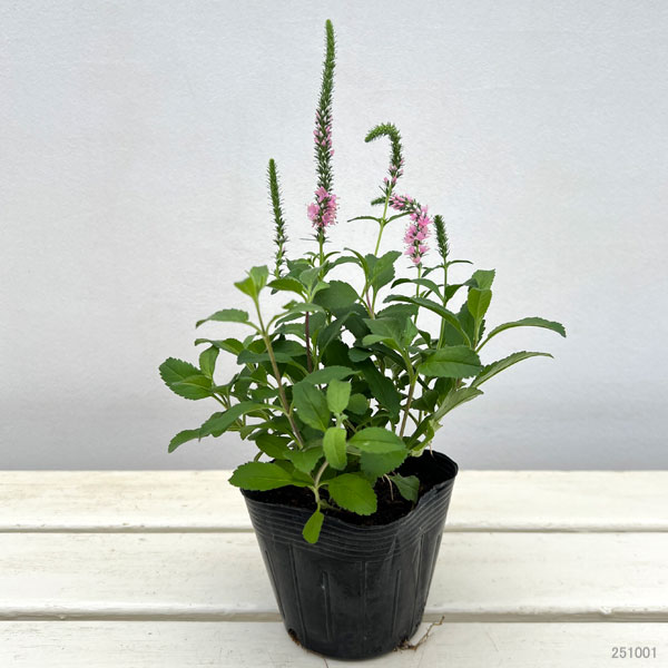 ベロニカ：アニバーサリーローズ3.5号ポット