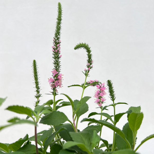 ベロニカ：アニバーサリーローズ3.5号ポット