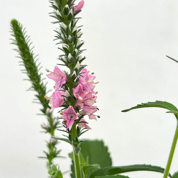 ベロニカ：アニバーサリーローズ3.5号ポット