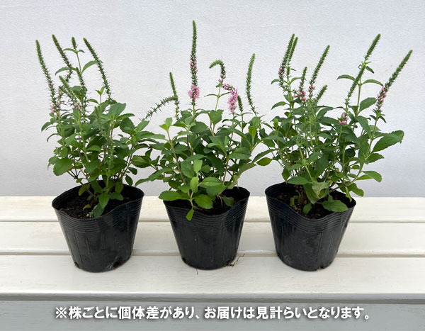 ベロニカ：アニバーサリーローズ3.5号ポット