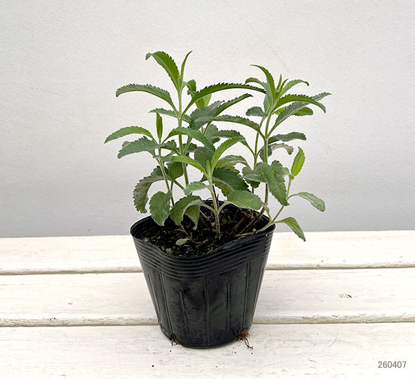 ベロニカ:アニバーサリーローズ3.5号ポット