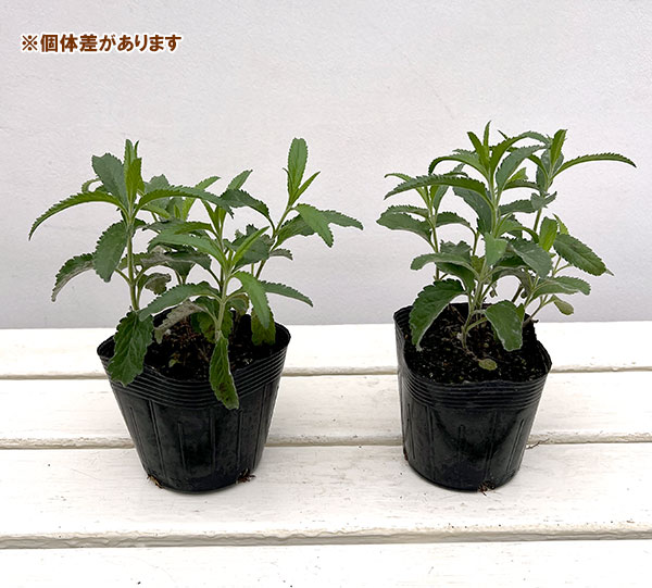 ベロニカ:アニバーサリーローズ3.5号ポット