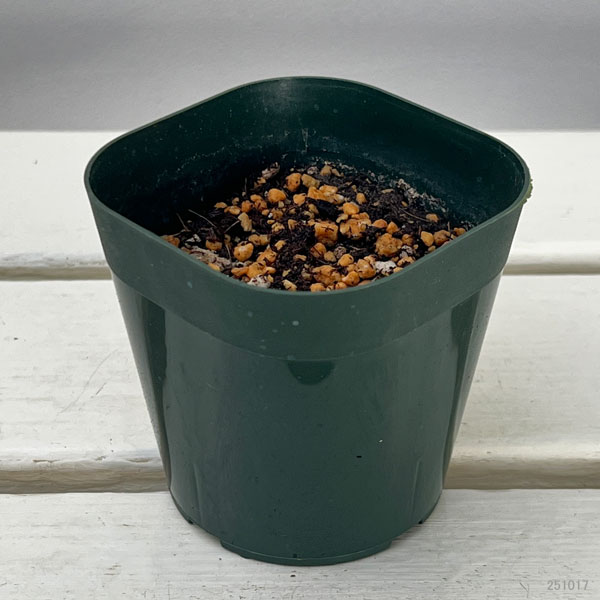 ユリ:黄金鬼百合(オウゴンオニユリ)3号ポット*