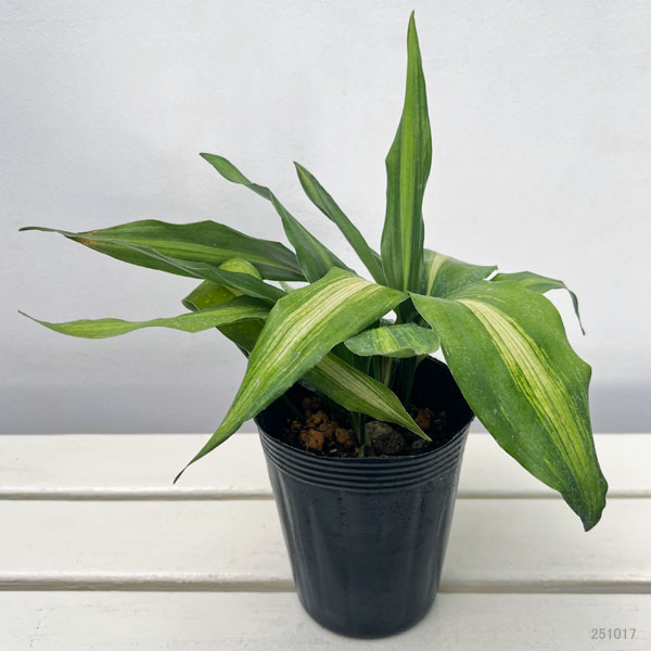 ハラン(葉蘭):矮性ハラン4.5号ポット