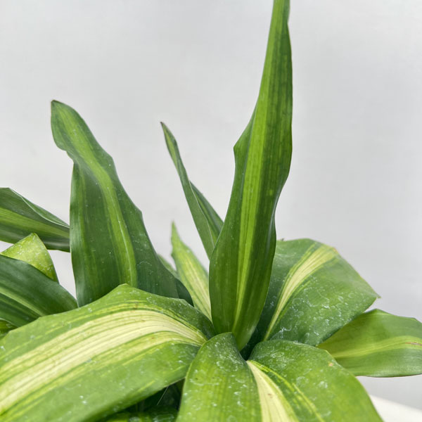 ハラン(葉蘭):矮性ハラン4.5号ポット