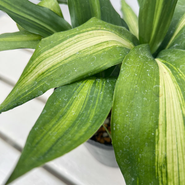 ハラン(葉蘭):矮性ハラン4.5号ポット