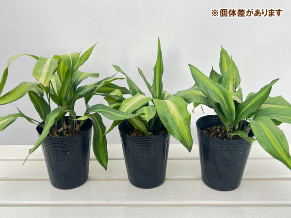 ハラン(葉蘭):矮性ハラン4.5号ポット