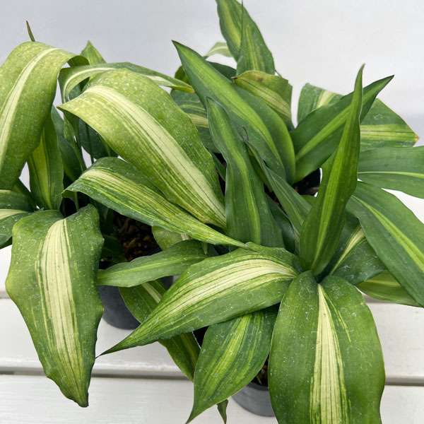 ハラン(葉蘭):矮性ハラン4.5号ポット