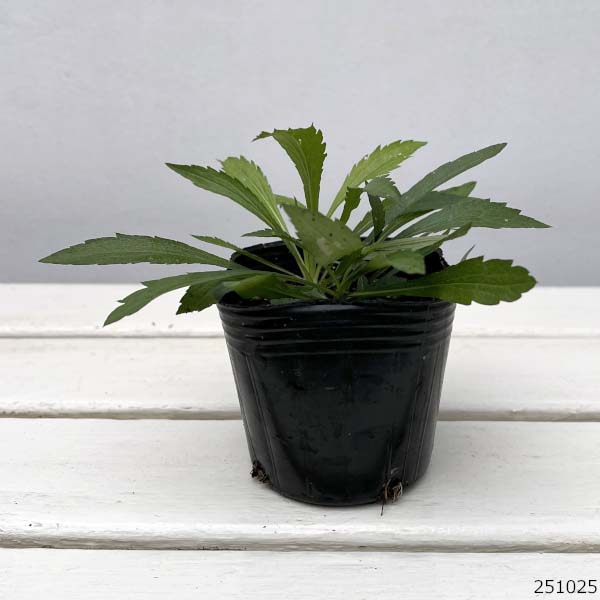 [26年4月上旬予約]ソリダゴ：ヒディゲイゲイ3号ポット