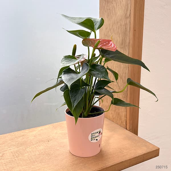 ミニアンスリウム:ローズ2.5号鉢植え