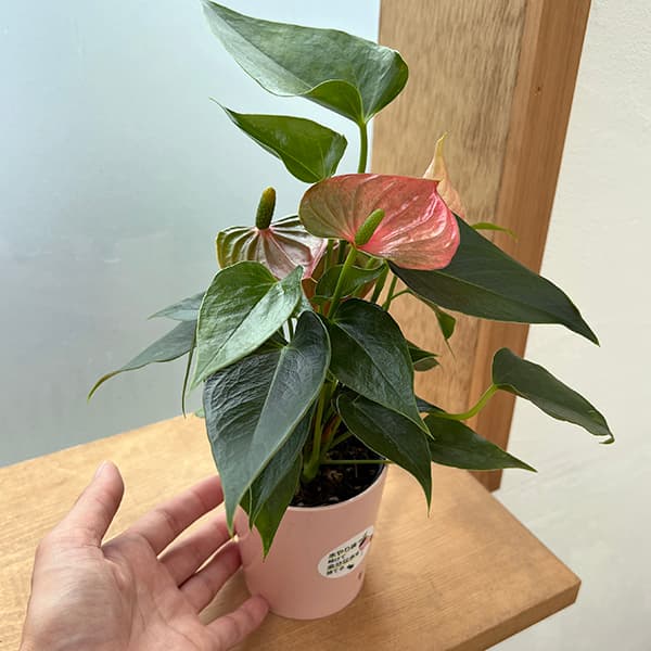 ミニアンスリウム:ローズ2.5号鉢植え