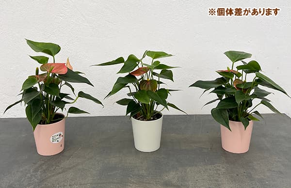 ミニアンスリウム:ローズ2.5号鉢植え