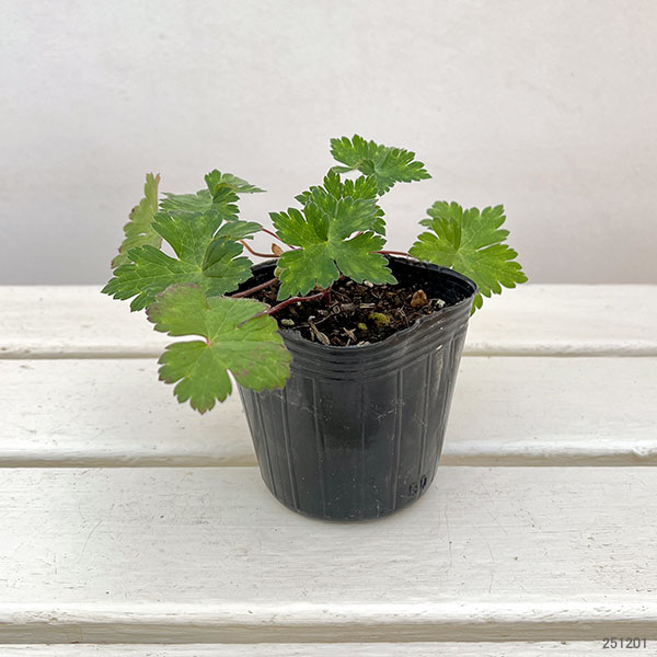 ゲラニューム：ブルームタイム3号ポット
