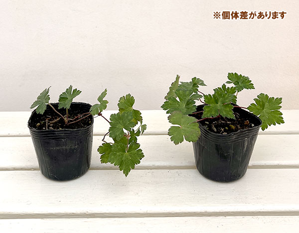 ゲラニューム：ブルームタイム3号ポット